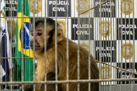 OPERAÇÃO | Polícia prende nove na divisa entre Cachoeirinha e Canoas e encontra macaco-prego em cativeiro ilegal